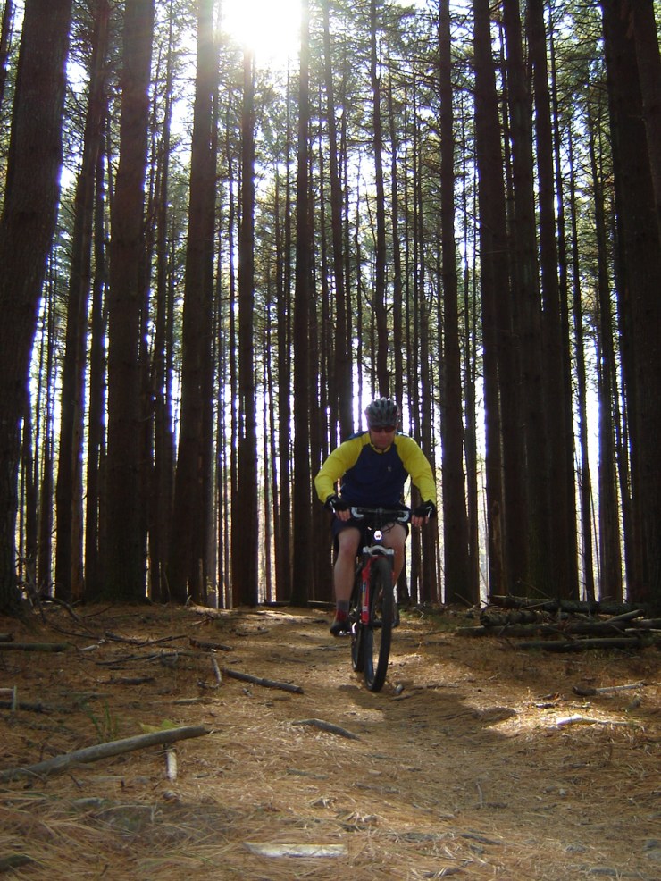 Mountain bike rider on a single track trail in a pine forest. 
