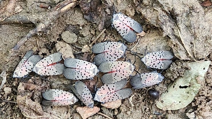 Image of numerous adult spotted lanternfly in the Hollymead area of Albermarle County Virginia
