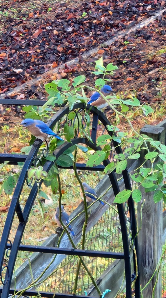 Bluebirds on a backyard rose bush trellis